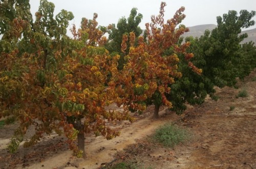 Enfermedades de cuarentena en frutales de hueso