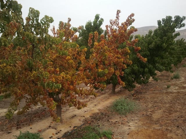 Enfermedades de cuarentena en frutales de hueso