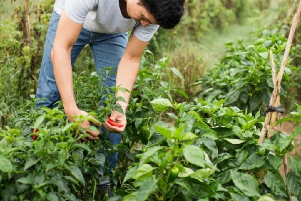 Nueva estrategia 2018-20 para impulsar la producción agraria ecológica y su comercialización