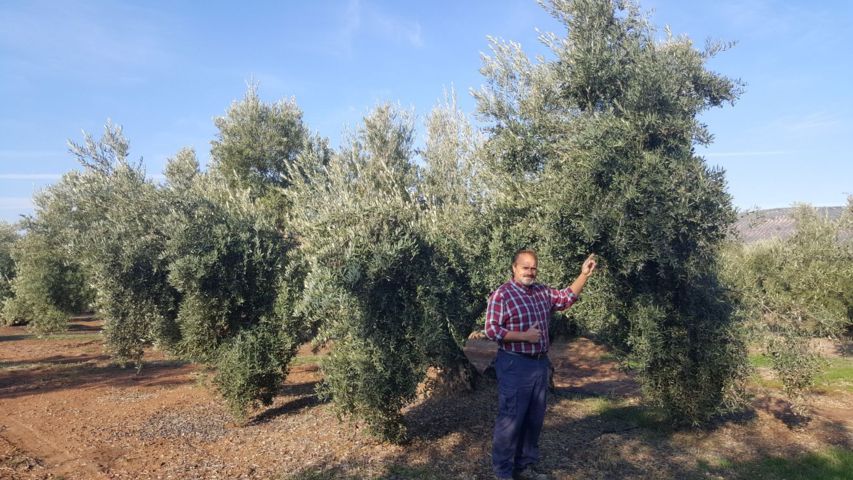 Antonio Lozano, un agricultor convencido de la eficacia de los fertilizantes de Yara para el olivo