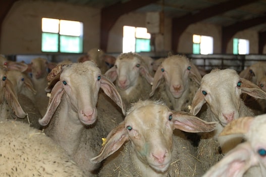 El impacto de las enfermedades emergentes en la sanidad animal