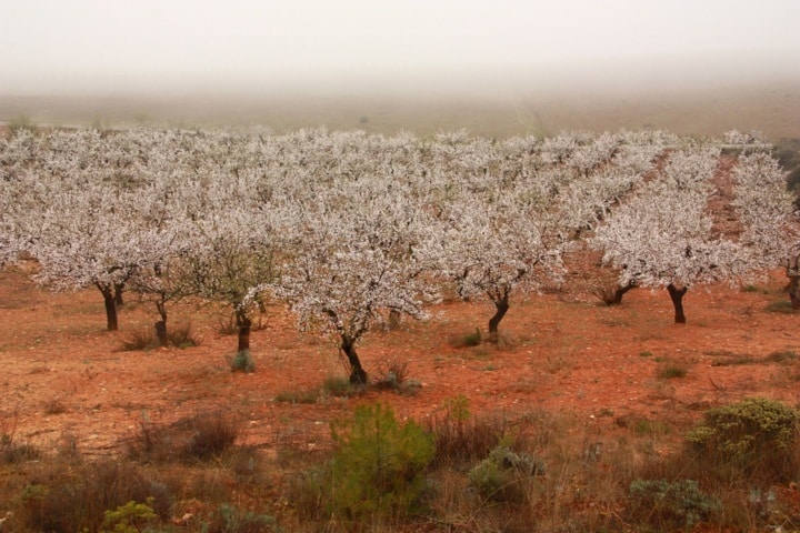 Pirecris recibe la autorización excepcional contra vectores de la Xylella fastidiosa en almendro y viña