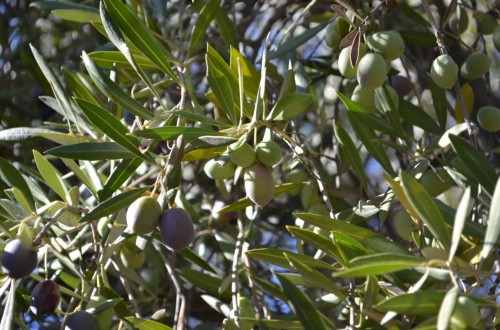 La producción de aceite de oliva se va ya por encima de las 1,2 Mt en la campaña actual