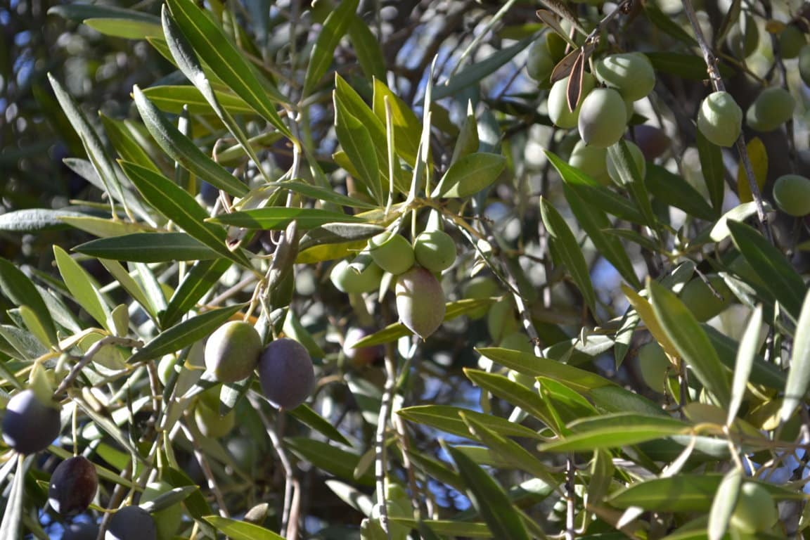 La producción de aceite de oliva se va ya por encima de las 1,2 Mt en la campaña actual