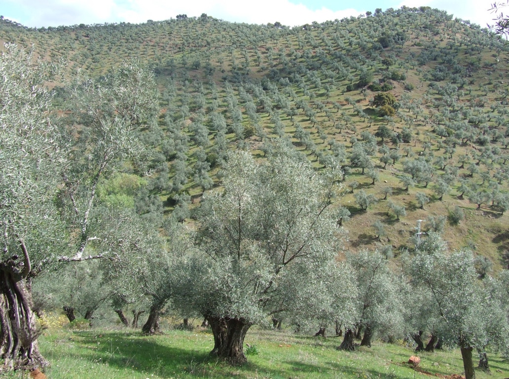 Las salidas de aceite de oliva al mercado bajaron casi un 15% hasta final de febrero