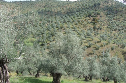 La producción comunitaria de aceite de oliva rozará los 2 Mt en la campaña 2017/18