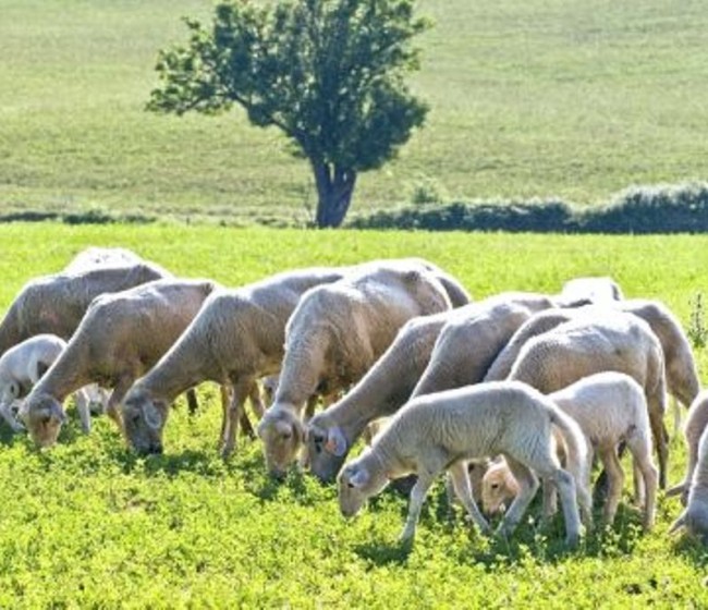 El FEGA comunica la ayuda asociada provisional para ovino y caprino de la campaña PAC 2017
