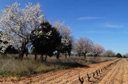 Las limitaciones inherentes del régimen de pago básico de la PAC para los agricultores
