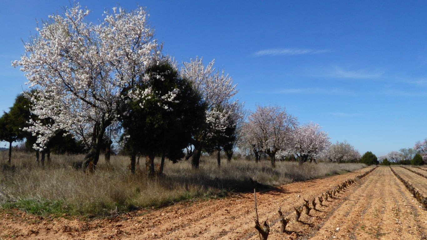 Las limitaciones inherentes del régimen de pago básico de la PAC para los agricultores