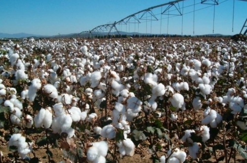 Andalucía logra una cosecha histórica de algodón de 195.293 t en la campaña 2017/18