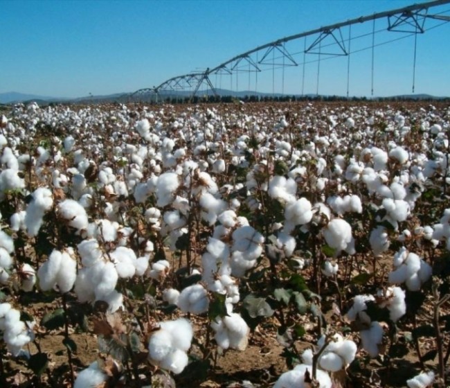 Andalucía logra una cosecha histórica de algodón de 195.293 t en la campaña 2017/18