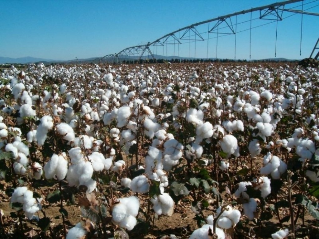 Andalucía logra una cosecha histórica de algodón de 195.293 t en la campaña 2017/18