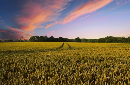 El precio medio de la tierra cultivable más alto de la UE está en los Países Bajos, con 63.000 €/hectárea