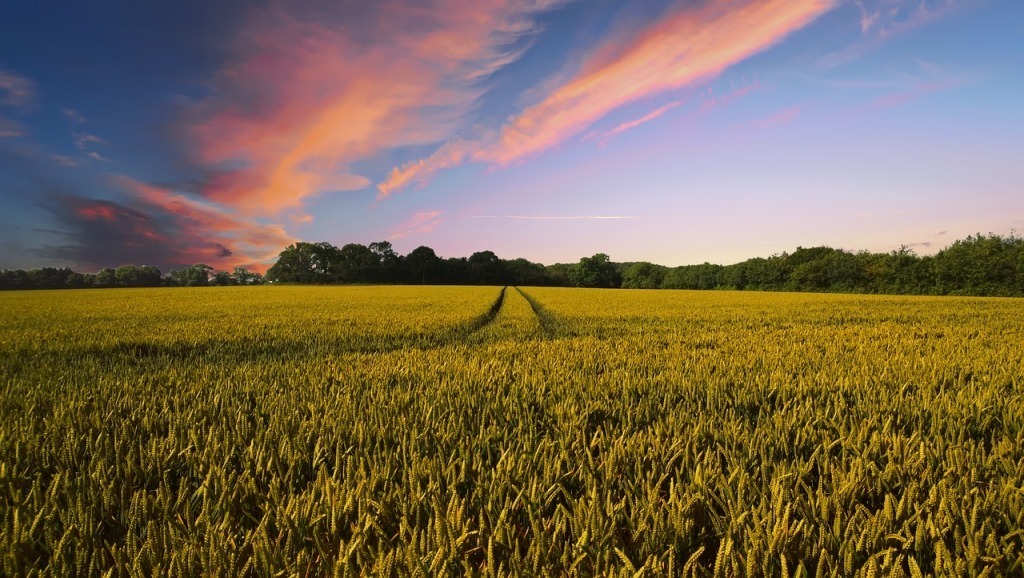 El precio medio de la tierra cultivable más alto de la UE está en los Países Bajos, con 63.000 €/hectárea