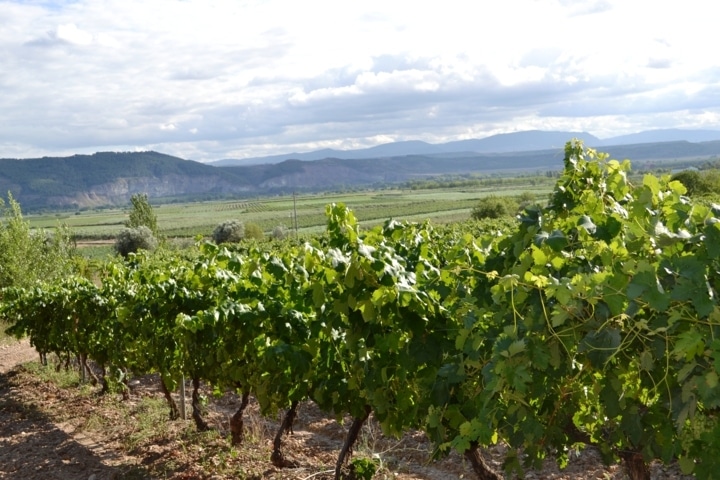 Las nuevas plantaciones en la DO Cava. Por Jaime Lamo de Espinosa