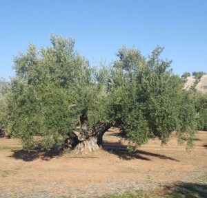 olivar