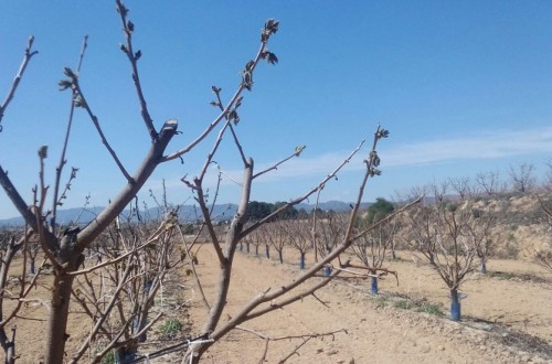 Las heladas dañan cultivos de fruta de hueso, caqui, cítricos y almendros en la C.Valenciana