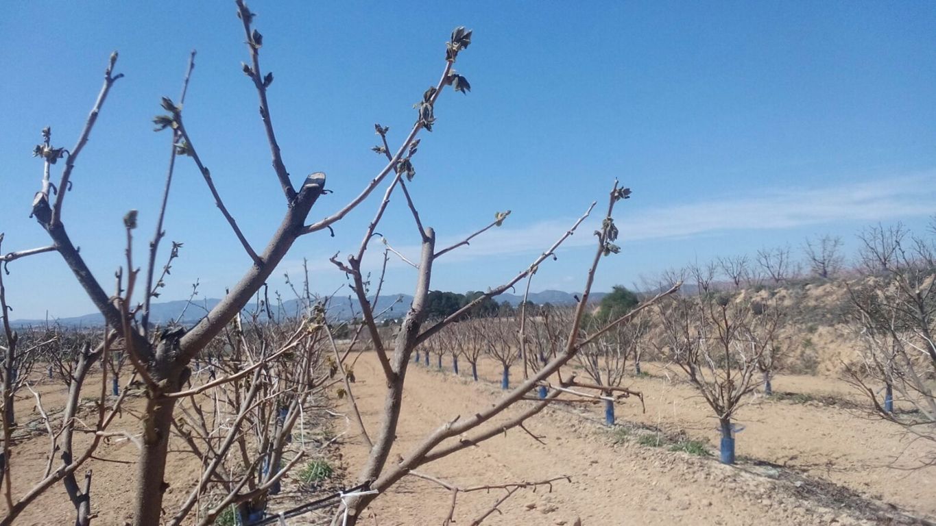 Las heladas dañan cultivos de fruta de hueso, caqui, cítricos y almendros en la C.Valenciana