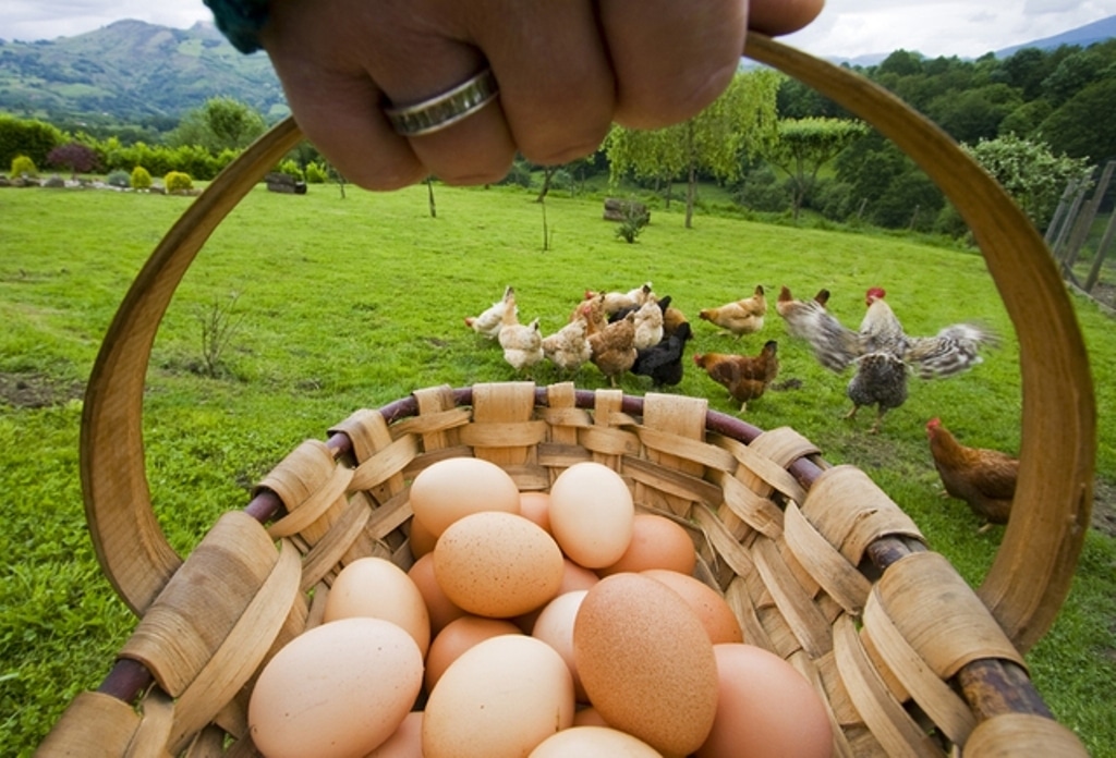 Gallinas con los huevos bien puestos