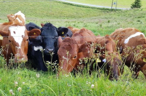 El censo nacional de vacas nodrizas superó los 2 millones de cabezas en 2017