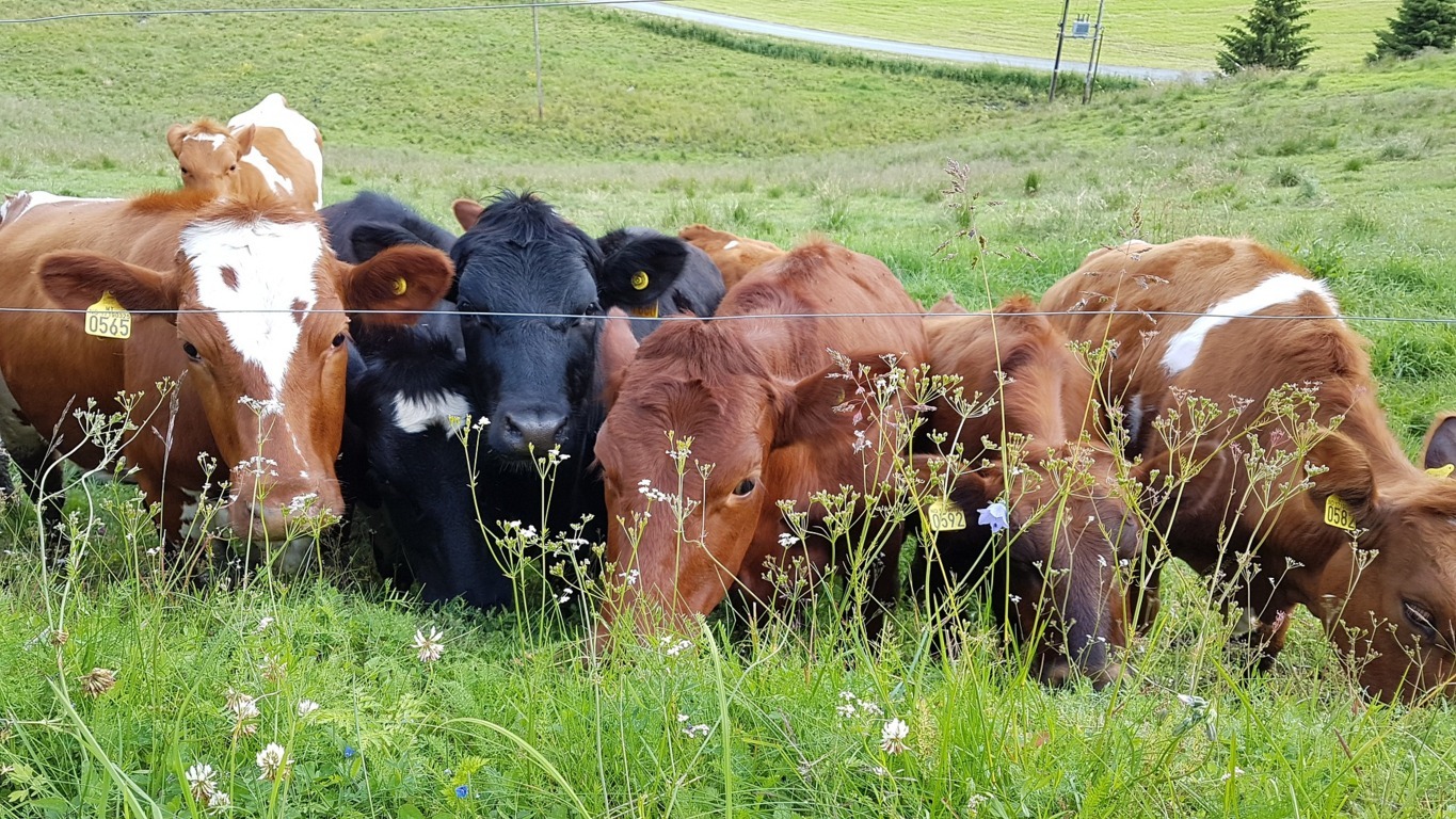 El censo nacional de vacas nodrizas superó los 2 millones de cabezas en 2017