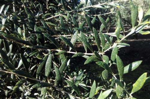 Estrategia para una correcta fertilización del olivar