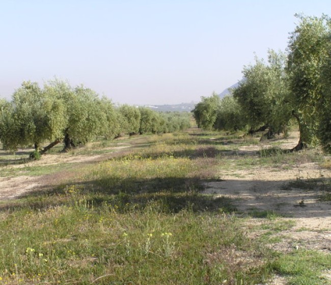 Situación fitosanitaria del olivar andaluz en el año 2017