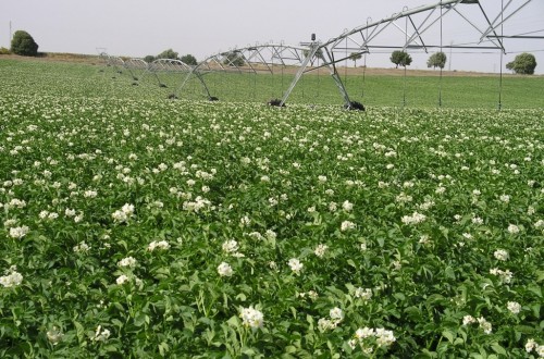 El sector productor y comercializador de patata de consumo en España en el diván