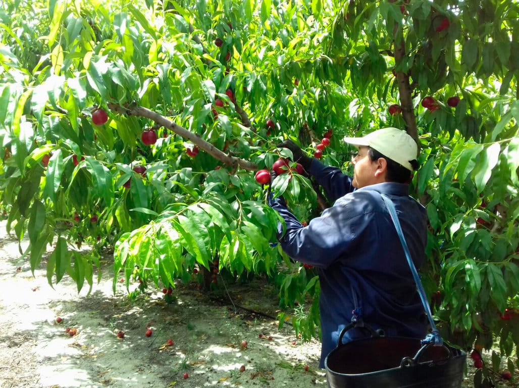 El Mapama  ultima la normativa de ayudas para facilitar liquidez a las explotaciones de fruta dulce