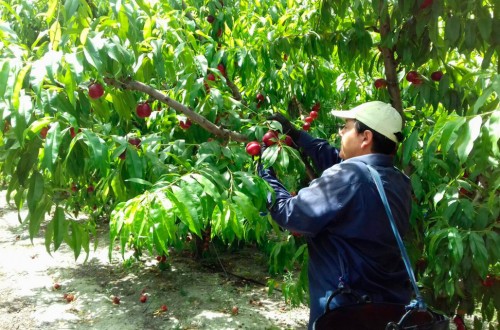 El Mapama da luz verde al Plan de Medidas para la Mejora del sector de la Fruta Dulce