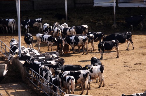 Baja un 1,5% el precio medio de la leche de vaca, suben un 5,1% las entregas en enero