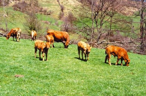 El FEGA fija los importes definitivos de las ayudas asociadas PAC 2017 a vaca nodriza y vacuno de leche