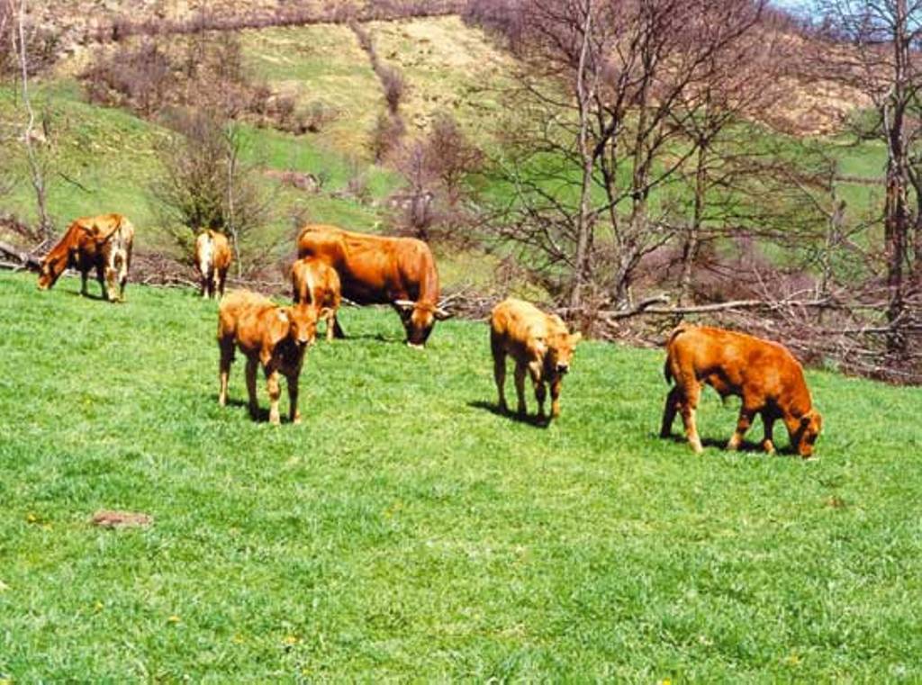 El FEGA fija los importes definitivos de las ayudas asociadas PAC 2017 a vaca nodriza y vacuno de leche