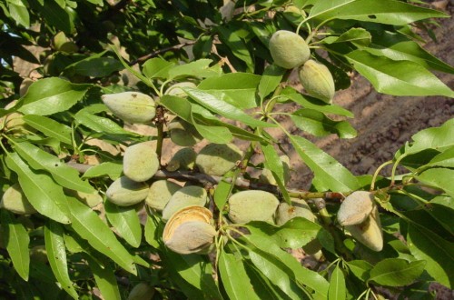 Cooperativas pide al Mapama mantener la ayuda nacional a los frutos secos