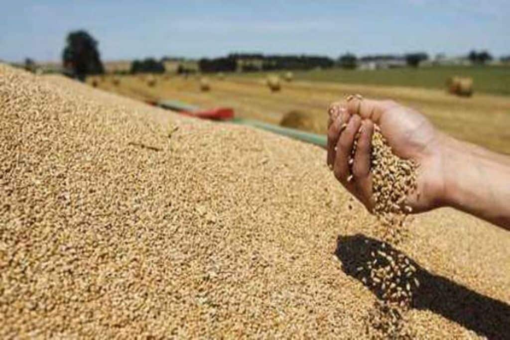 El USDA eleva aún más el récord mundial de producción de trigo