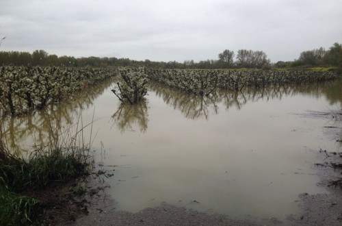 Agroseguro prevé indemnizaciones millonarias por daños en el agro ante la crecida del Ebro