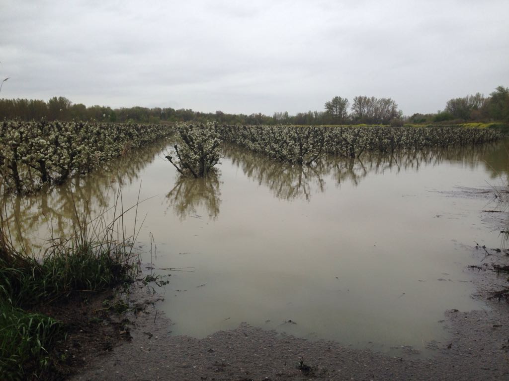 Agroseguro prevé indemnizaciones millonarias por daños en el agro ante la crecida del Ebro