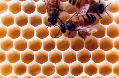 Neonicotinoides: Europa amplía la prohibición sobre el uso de imidacloprid, clotianidina y tiametoxam