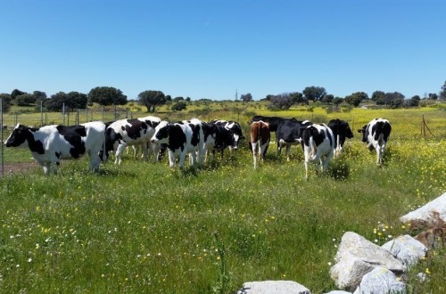 El precio medio de la leche cruda de vaca volvió a bajar un 3% en febrero pasado en la UE
