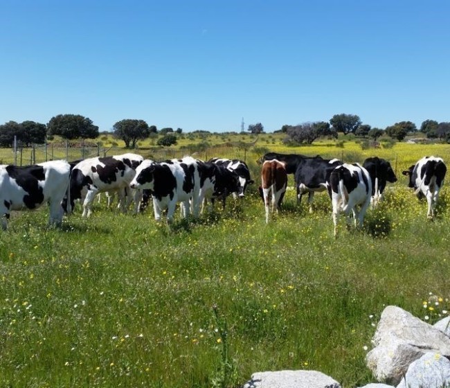 Unión de Uniones anima a los ganaderos a reclamar su indemnización por los abusos de la industria láctea