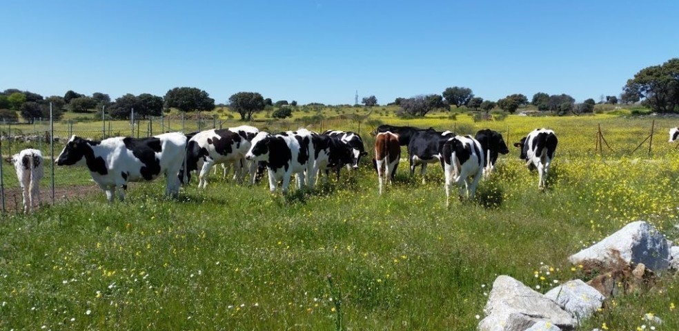 Vacas de leche