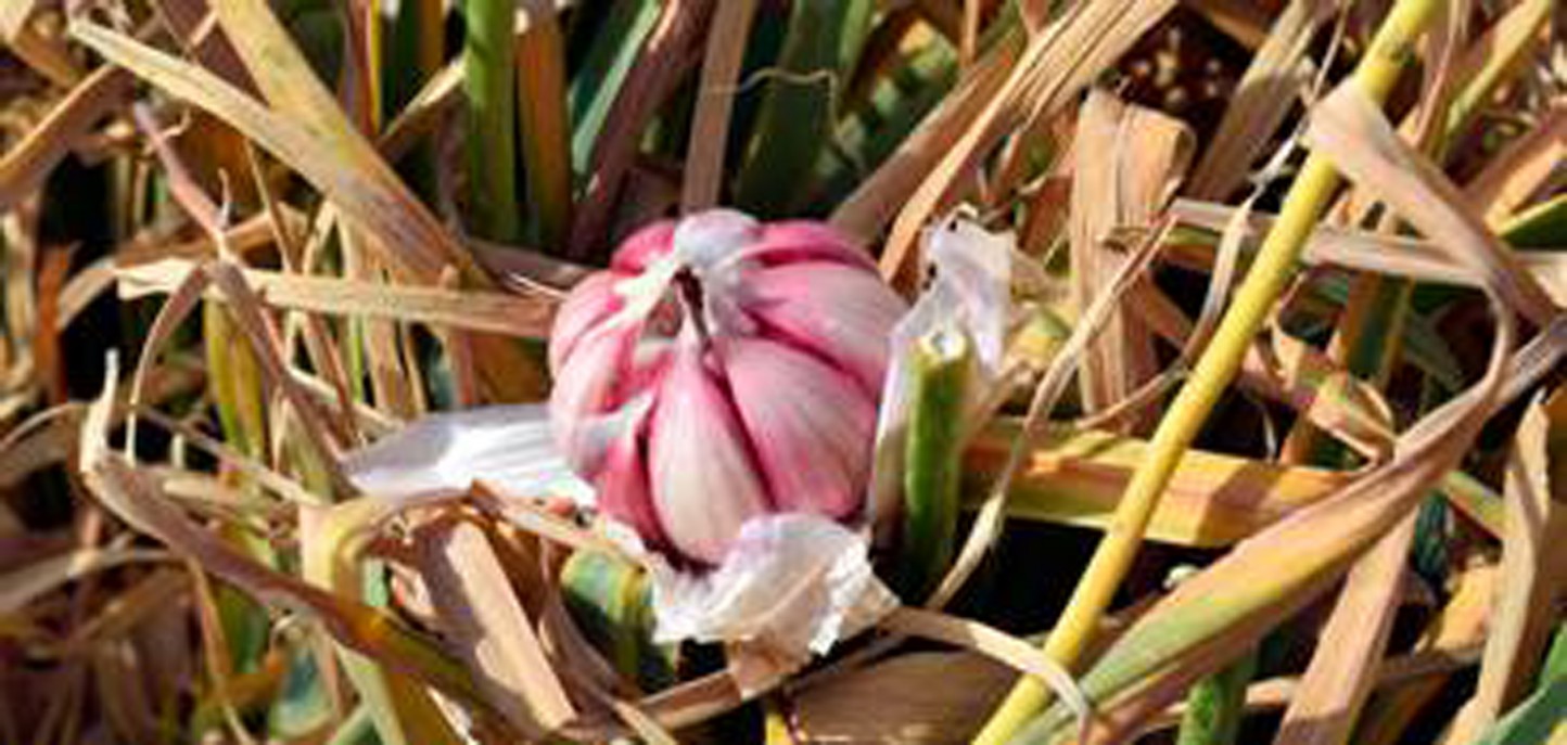 La superficie de ajo cultivada en España se mantiene estable