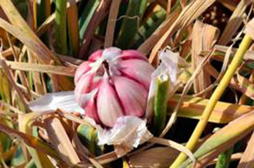 La superficie de ajo cultivada en España se mantiene estable