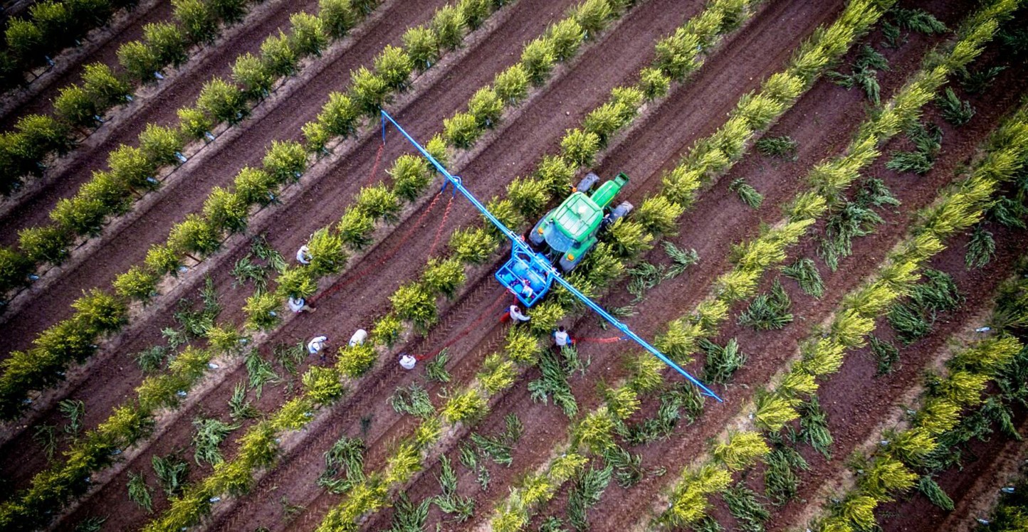 Galpagro lidera el proyecto europeo Life Resilience sobre prevención de la Xylella