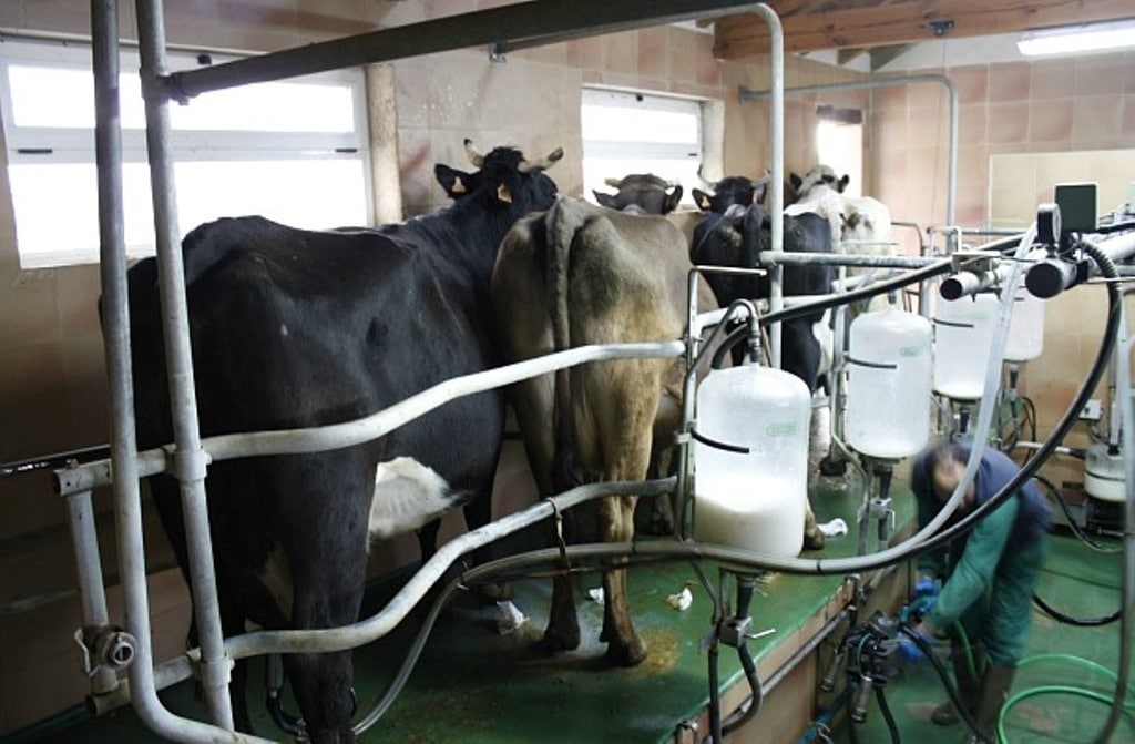 Unos 15.276 contratos y acuerdos cooperativos para 602.054 Mltrs de leche cruda de vaca