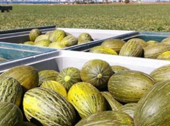 El consumo de melón y sandía en los hogares españoles crece un 8,6%