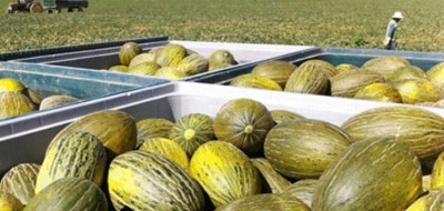 El consumo de melón y sandía en los hogares españoles crece un 8,6%