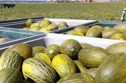 La Interprofesional castellano-manchega apuesta por la calidad de los melones y sandías tardíos de la región