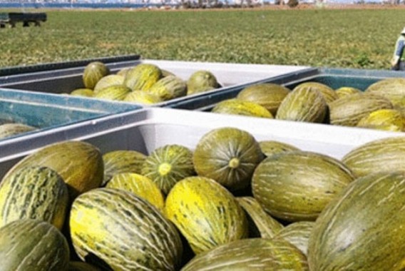 El consumo de melón y sandía en los hogares españoles crece un 8,6%