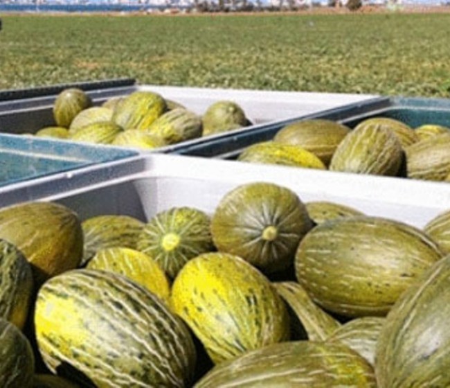 El consumo de melón y sandía en los hogares españoles crece un 8,6%